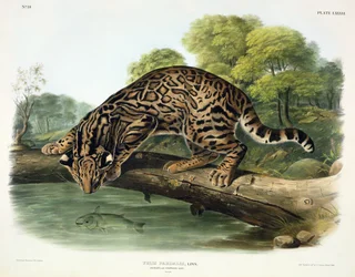 フェリスパルダリス（オセロットまたはヒョウ猫）、「北米の四足動物」のプレート86、ジョンT.ボーエン（1801-c.1856）、1846年